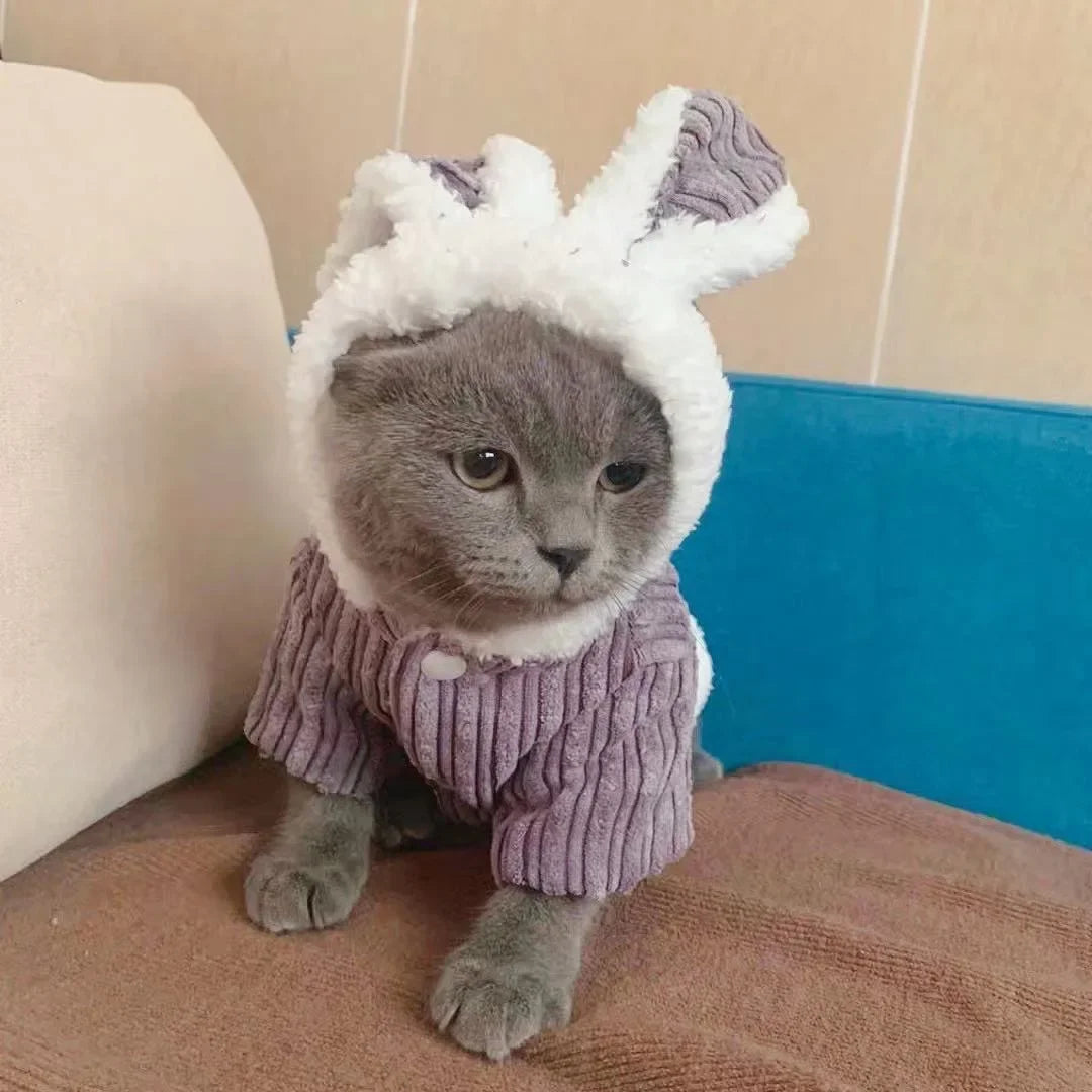 Warm Winter Clothes for Kittens, Rabbit Appearance