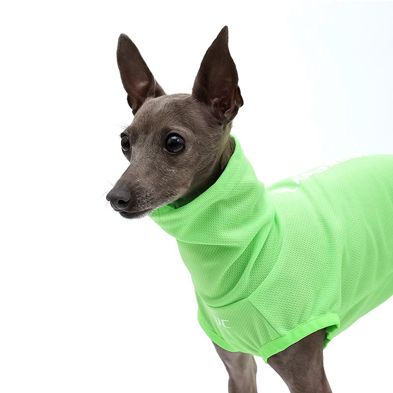 Italian Greyhound Summer Clothes