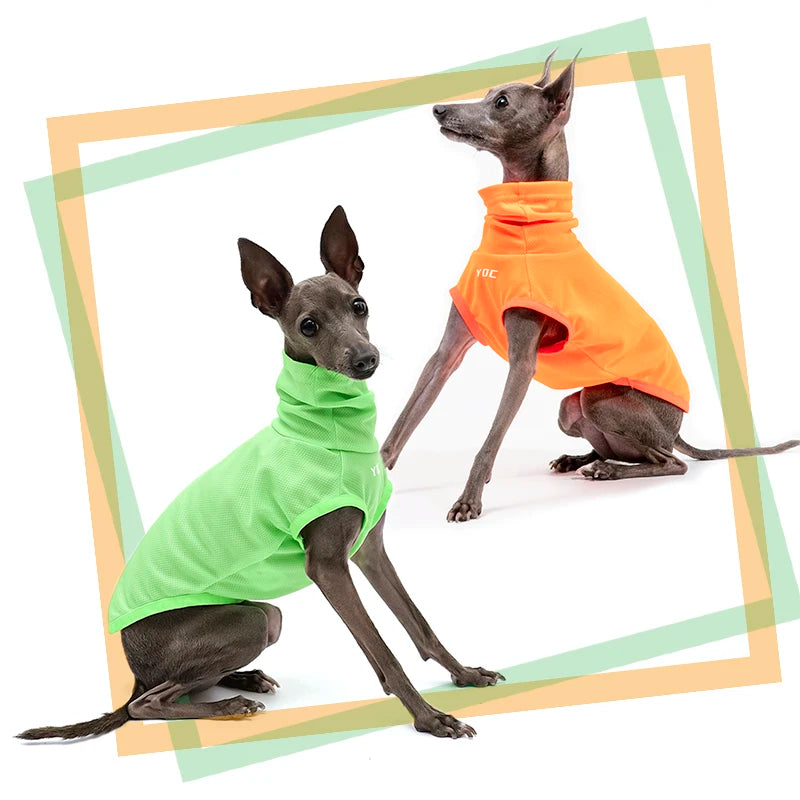 Italian Greyhound Summer Clothes
