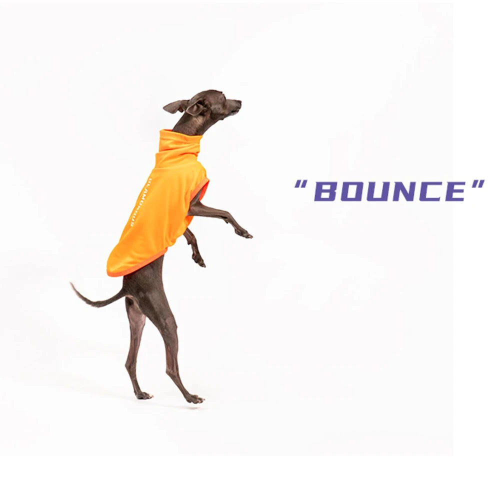Italian Greyhound Summer Clothes