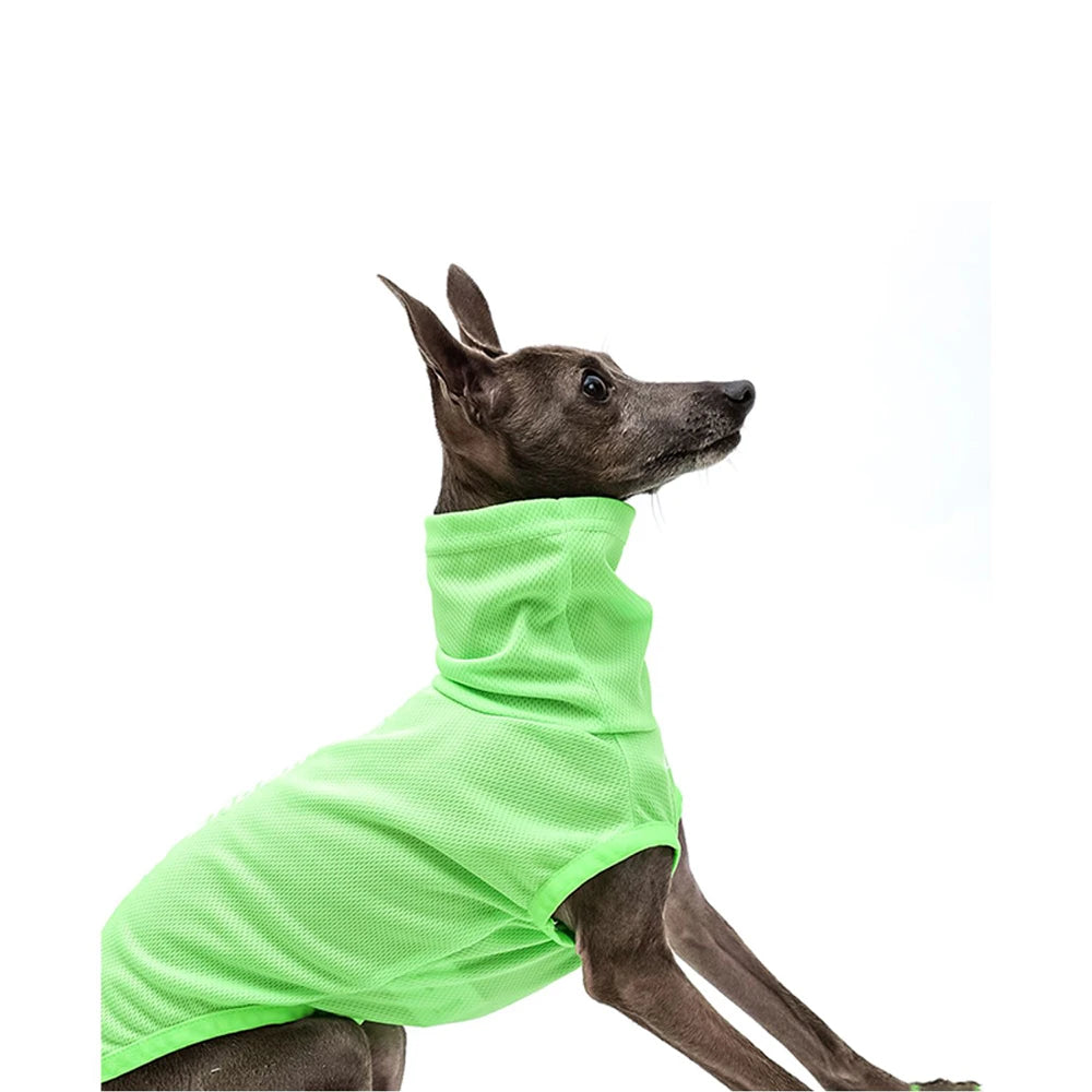 Italian Greyhound Summer Clothes
