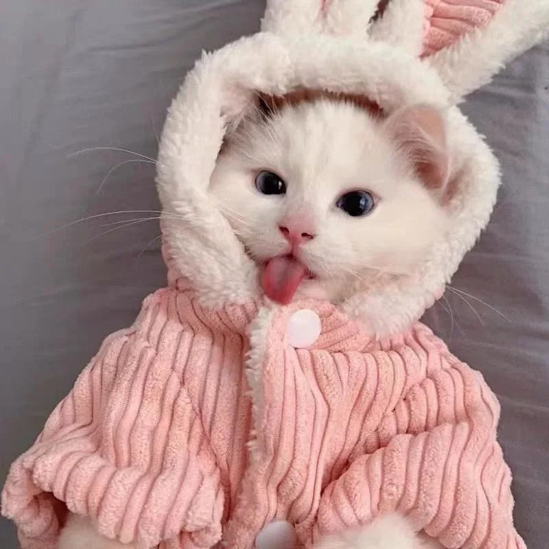 Warm Winter Clothes for Kittens, Rabbit Appearance