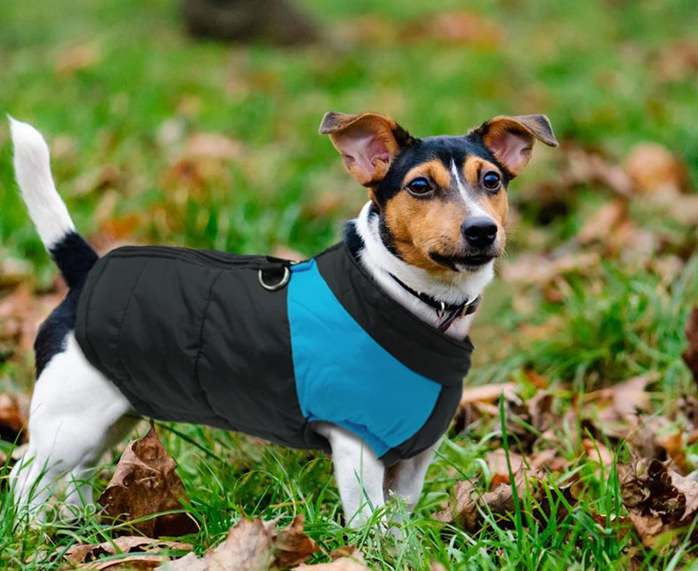 Winter clothes for pets