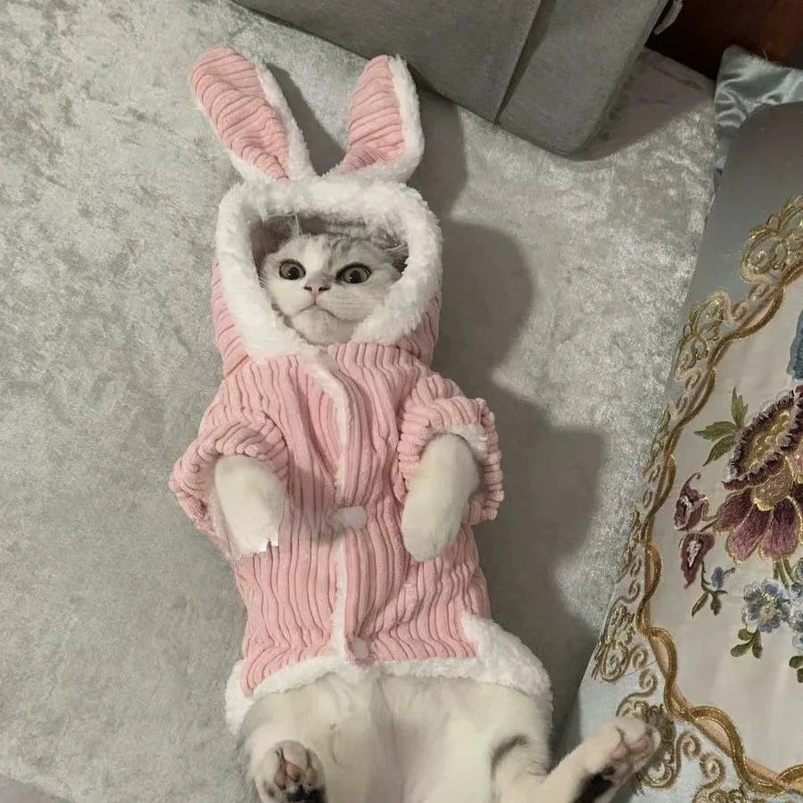 Warm Winter Clothes for Kittens, Rabbit Appearance