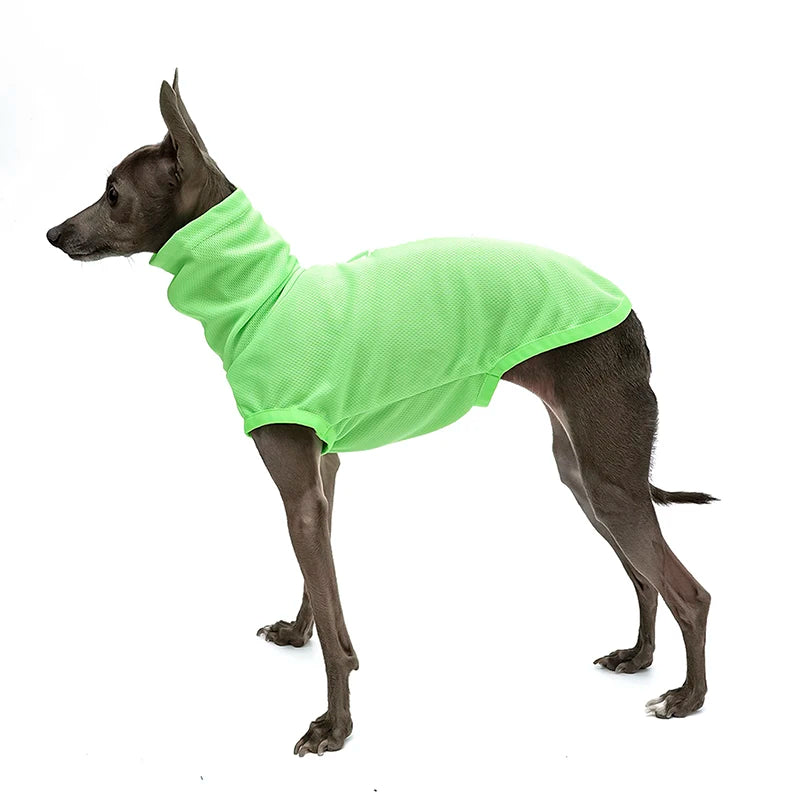 Italian Greyhound Summer Clothes