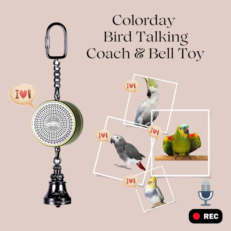 Parrot Toys to Teaching Training Bird Talking