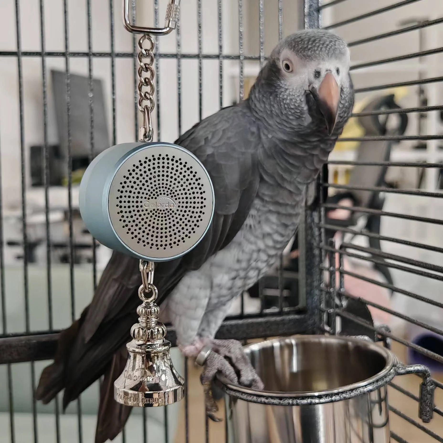Parrot Toys to Teaching Training Bird Talking