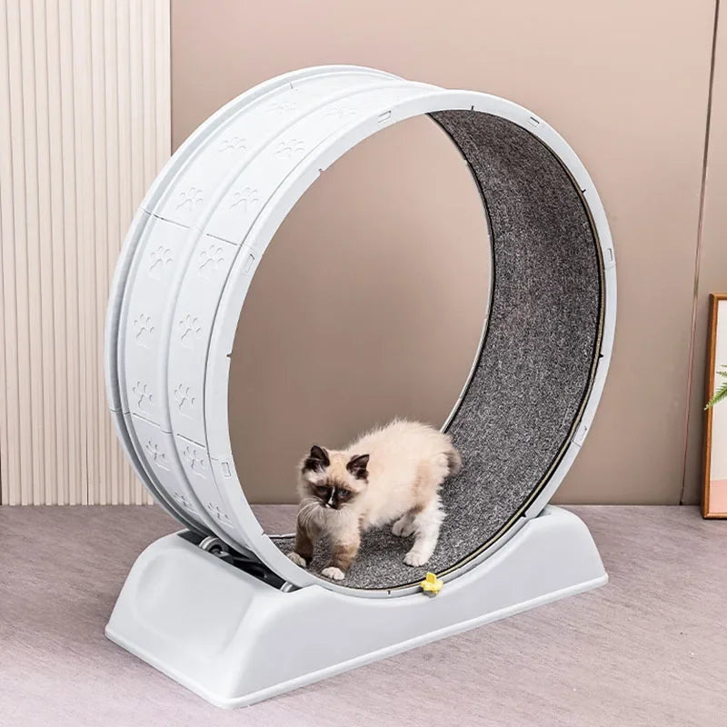 Pet exercise wheel with a small cat inside on a neutral background