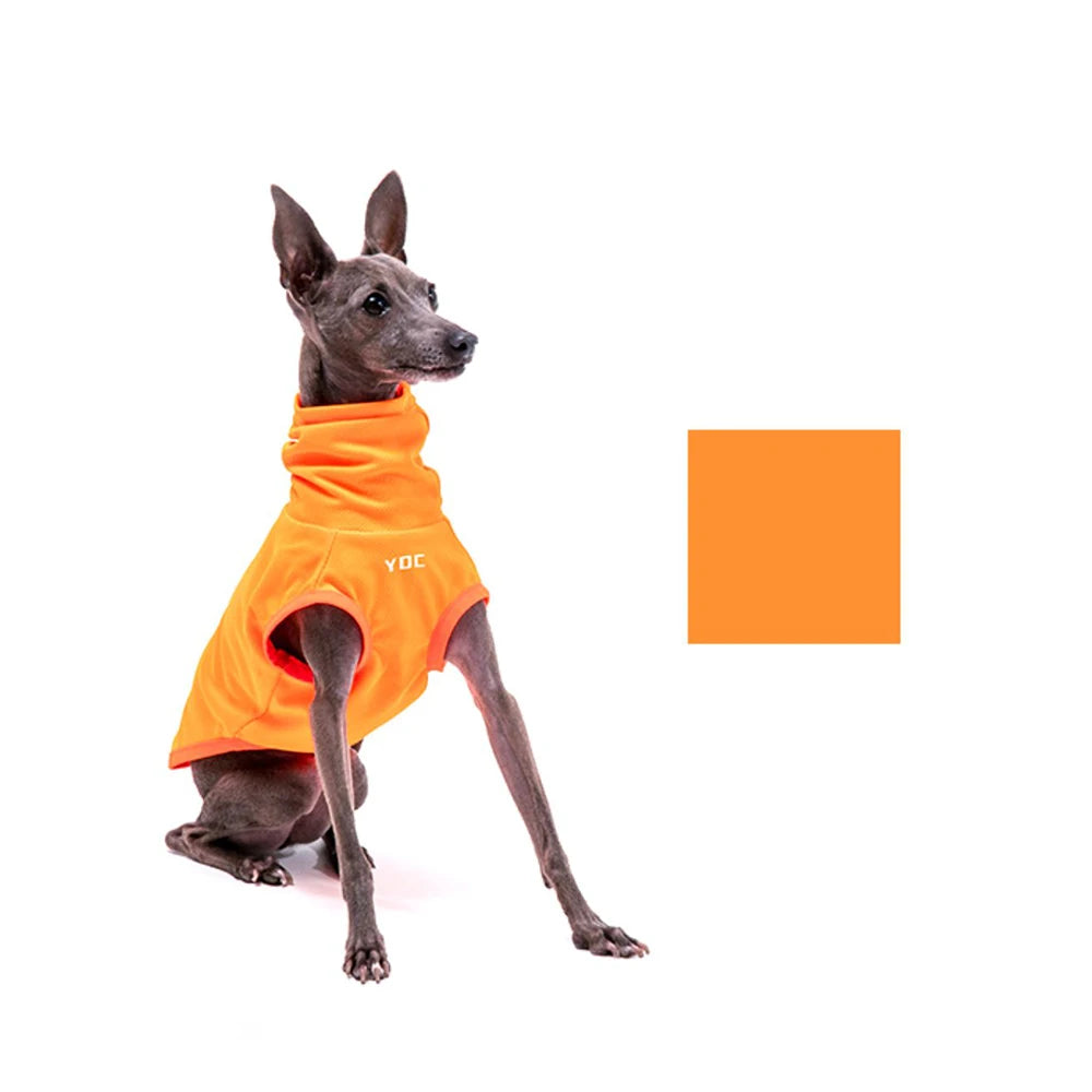 Italian Greyhound Summer Clothes
