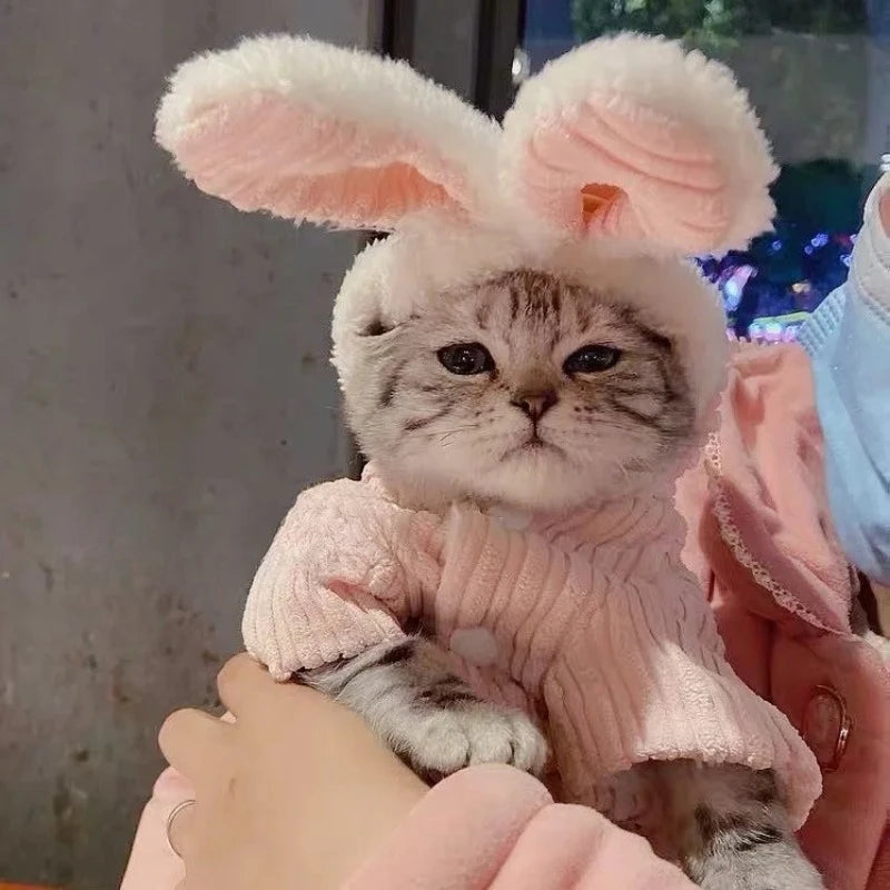 Warm Winter Clothes for Kittens, Rabbit Appearance